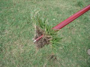 A person wearing protective gloves and using Turf-Tec Weed Away Weed Removal Tool to pull weeds from the garden