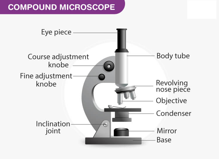Key Components of a Microscope