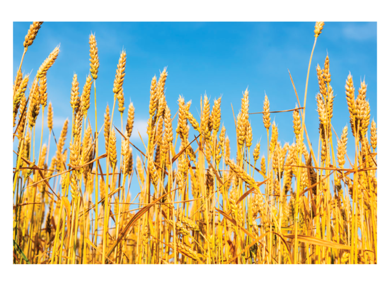 Dickey John Moisture Tester: Precise Grain Moisture Testing