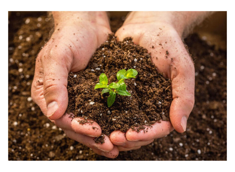 Soil pH Tester: Top Options for Your Garden